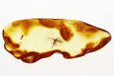 Fossil Gall Midge (Cecidomyiidae) w/ Spread Wings In Baltic Amber #294365-1